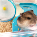 ハムスター甘噛みでなつかない