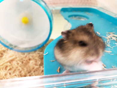 ハムスター甘噛みでなつかない