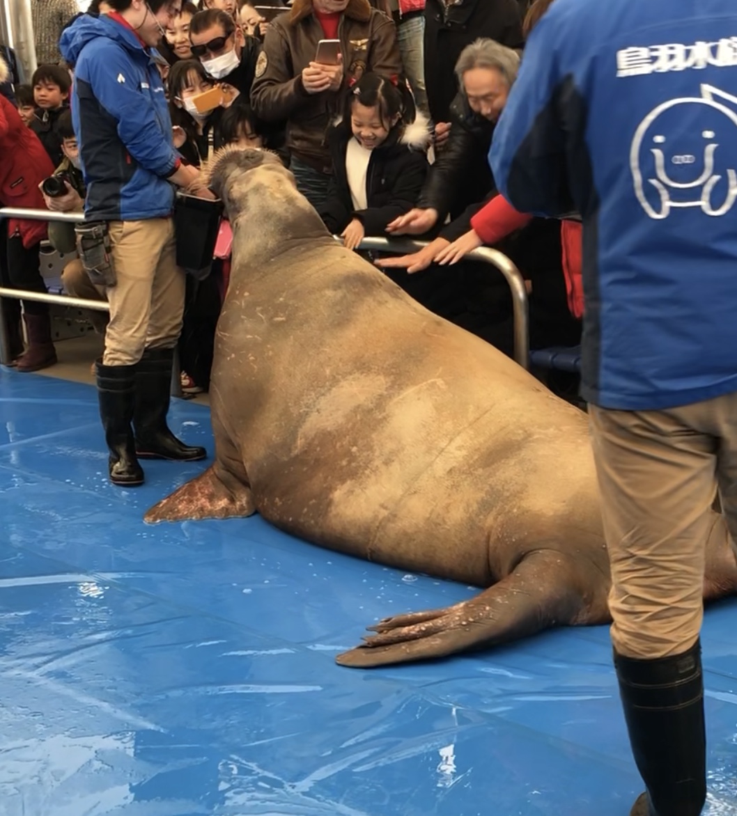 鳥羽水族館 セイウチくん