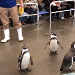 鳥羽 ペンギン