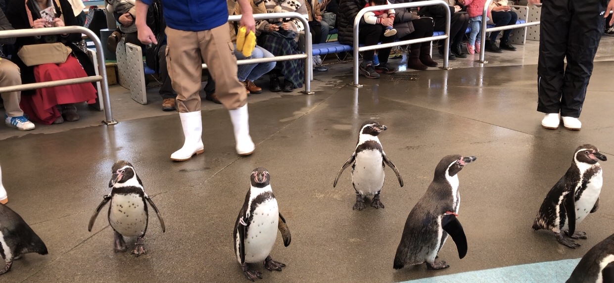 鳥羽 ペンギン